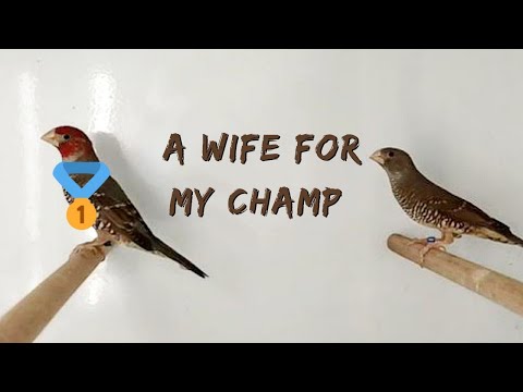 I bought a wife for my little champion 🥇