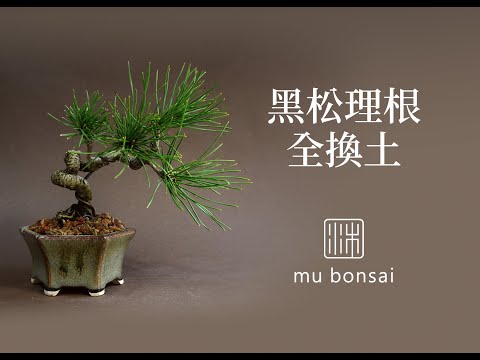 春∣小品黑松Ⅰ 理根上盆 全換土∣請打開字幕 mu bonsai 茉莉愛草 ミニ盆栽