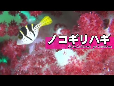 [ blacksaddle filefish ] Defend yourself with a pufferfish costume / Paraluteres prionurus