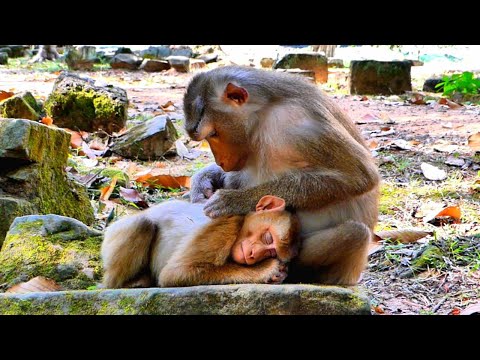 Amazing Sweet../ Tiny Monkey LEO happy grooming with Mom Libby while LEO sleeping well.