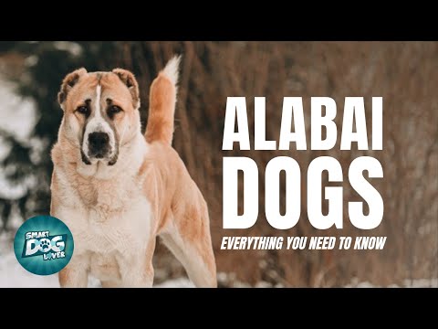 Alabai Dogs 101: Everything You Need To Know