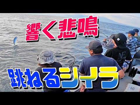 【真鯛】足元を悠々と泳いでいたシイラがついに牙を剥いた！きゃぁ〜！逃げろ！よけろ〜！