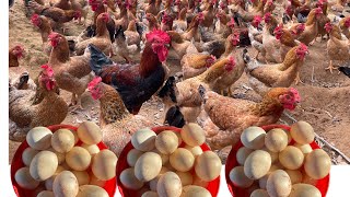 How to raise free-range chickens for meat and eggs.