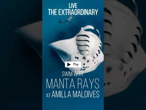 🤩 Swim with Manta Rays at Amilla Maldives. #maldives #mantaray #amilla