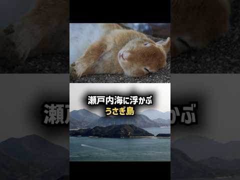 うさぎだらけの無人島大久野島のここだけの話 #うさぎ島 #大久野島 #大久野島のうさぎさん