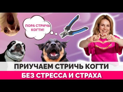 Как приучить собаку стричь когти?