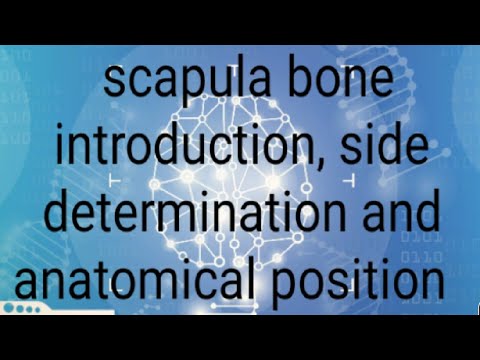 scapula bone part 2, introductions and parts define  in hindi