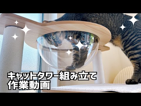 猫と一緒にキャットタワーを組み立てるだけの作業動画