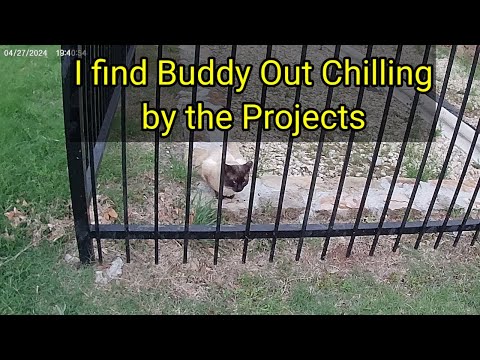 (1441)  I Find Buddy 🐈 out Chilling by the Projects