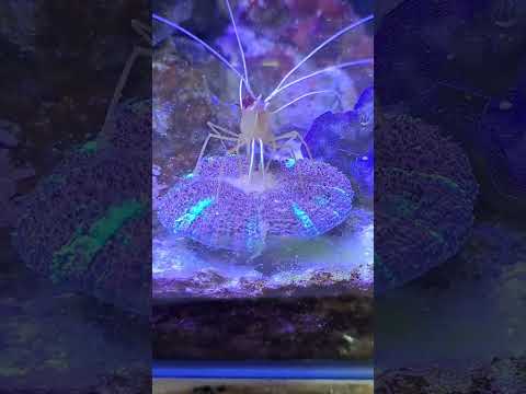 甜甜圈珊瑚進食縮時 #coral #reef #珊瑚