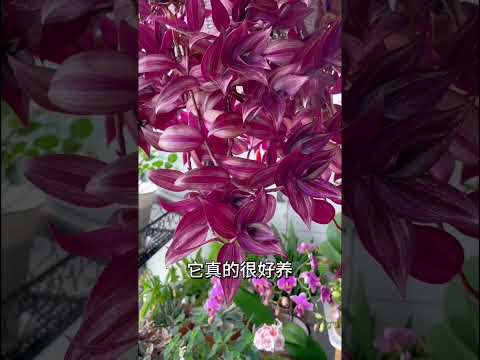 【蓝胖小花匠🎏】吊竹梅养护问题：如何变紫？视频中解答哦～再跟大家说一下，今后出完养护视频以后，会在评论区挑选集中的问题给大家分享解决办法～ #我的阳台小花园 #分享家庭养花知识 #吊竹梅