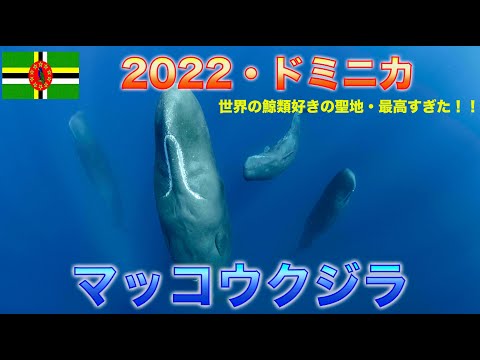 ドミニカでマッコウクジラと泳ぐ　★ 　今、世界の鯨類好きに一番熱い島ドミニカに行って立寝マッコウと泳いだ！