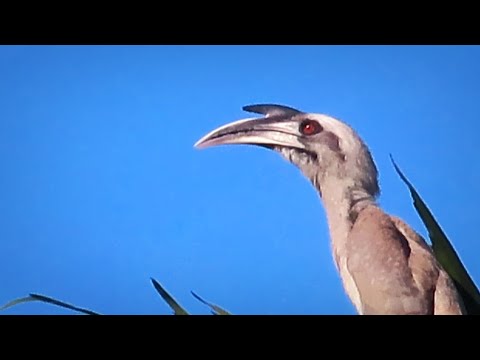 hornbill sound 💤 indian grey hornbill call | धनेश पक्षी की आवाज #hornbill #birdsounds #wildlife