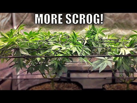 SCROG for a FULL Canopy! | Wedding Cake Grow Week 16