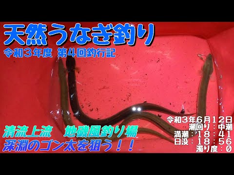 令和3年6月12日 うなぎ釣り (天然うなぎ)  第4回釣行記 清流上流深淵ポイント　ドバミミズ使用