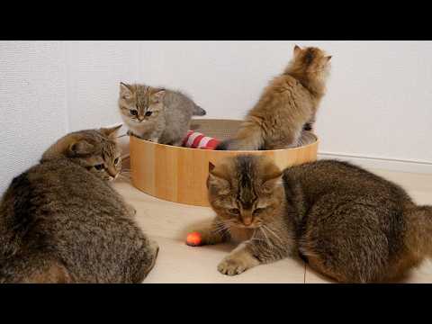 Cute reaction of the cats when the missing mouse is found.