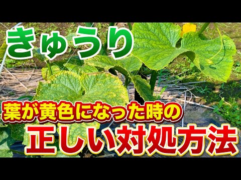 【きゅうり栽培】葉が黄色くなる３つの原因と必ずするべき対処方法！