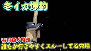 【有料級】冬エギング裏技実釣解説！見落としがちな穴場、釣り方で爆釣！ほとんどの人が知らずに投げるべきと騙されてます