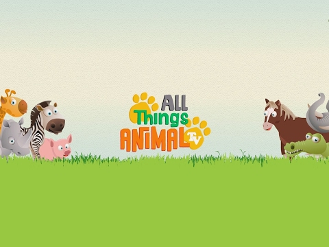 All Things Animal TV Live Stream