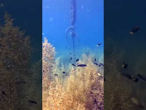 素晴らしい世界へ飛び込もう！amazing underwater world！　#shorts