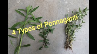 4 Types of Ponnaganti | Water Spinach types #healthylifestyle #healthyfood #rarevegetables#homegrown