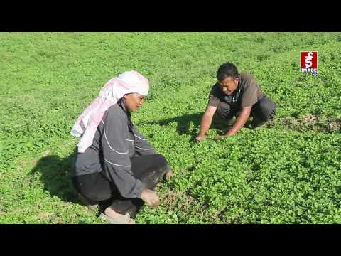 धनियाँ खेतीमा बढ्दो आकर्षण (तेह्रथुम रिपोर्ट)