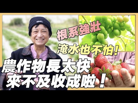 【新竹 食研所】微生物光合菌  新世代農民的救星 | 用心的產業 | 418 | #美麗心台灣 ＃光合菌 #無毒草莓  ＃無毒葡萄