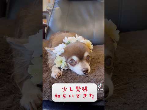 シャイなマロちゃん🐶💕がティアラを付けると堂々となる✨