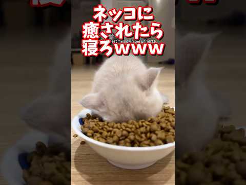 ネッコの動画で癒されたら寝ろｗｗｗ　#2ch   #動物  #猫 #癒やし #ねこ動画 #ネコ