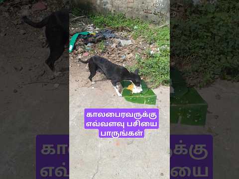 காலபைரவருக்கு எவ்வளவு பசியை பாருங்கள்🐈