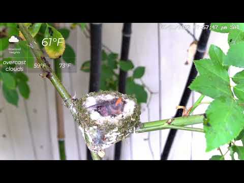 Baby hummingbird "April" opened his eyes for the first time while wingerizing with his little wings