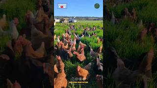 Amazing Free-Range Chicken Farm