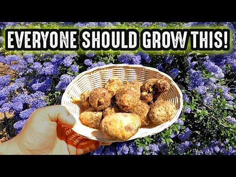 A Lesser-Known FOOD STAPLE CROP Everyone Should Give A Grow This Year!