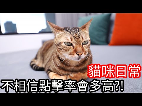 【阿金生活】貓咪日常#5 不相信點擊率會有多高!?