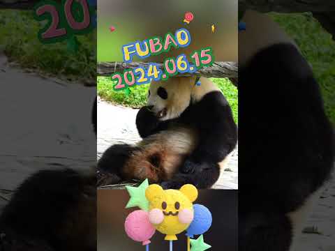 FUBAO2024.06.15 #panda #pets #fubao #cute #animals #funny #love