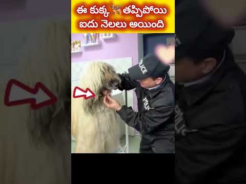 ఈ కుక్క🐕‍🦺తప్పిపోయి ఐదు నెలలు అయింది #shorts #facts #ytshorts