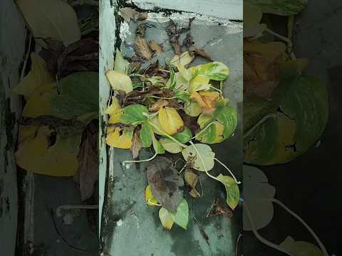 गार्डन में वेस्ट पत्तों का सही उपयोग 🌱 | #shorts #trending #shortsviral #gardeningtips