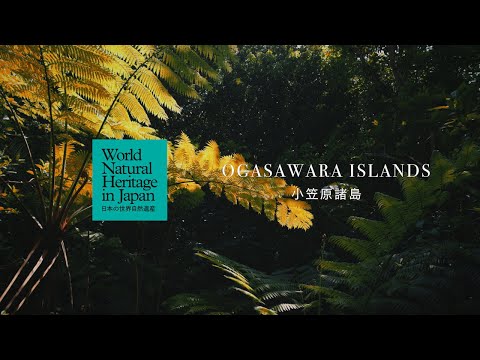 小笠原諸島の1日をめぐる｜日本の世界自然遺産　Through a Day on the Ogasawara Islands | World Natural Heritage in Japan