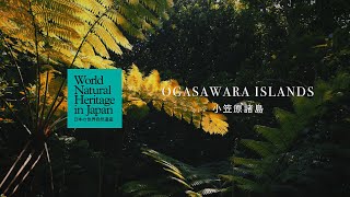 小笠原諸島の1日をめぐる｜日本の世界自然遺産　Through a Day on the Ogasawara Islands | World Natural Heritage in Japan