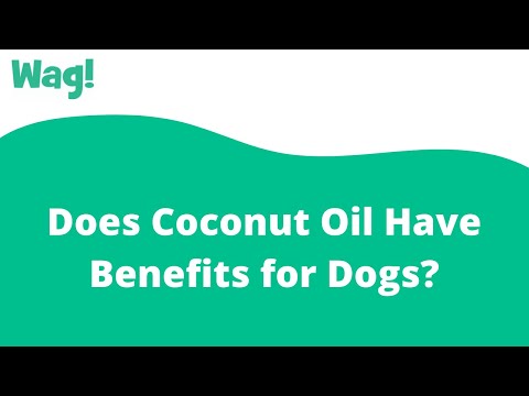 Does Coconut Oil Have Benefits for Dogs? | Wag!