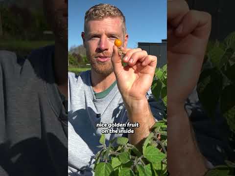 Cape Gooseberry Plants & Fruits - Easy to Grow in Small Spaces or Containers!