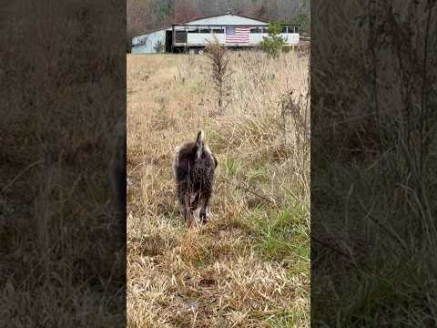 Wirehaired pointing griffon Dublin smells something #wirehairedpointinggriffon