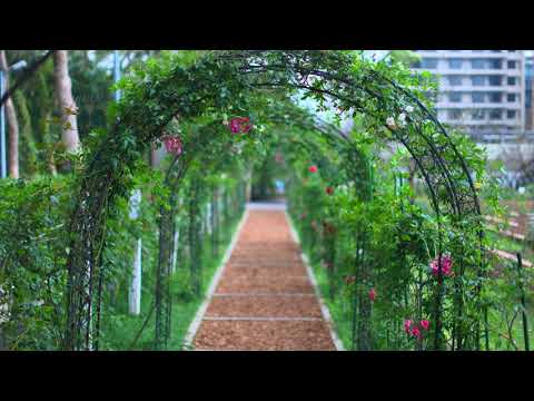 2121台北士林官邸 梅花(JEFF 4K video)2121 Taipei Shilin Mansion Roses in full bloom Taiwan #jeff0007