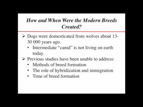 Recreating Modern Breeds