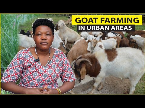 How she started a Thriving Goat farm on a small urban farm. Goat farmer