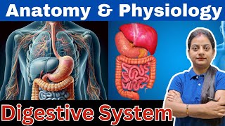 Digestive System in Hindi | Stomach | Intestines | Digestion Process | Enzymes | Absorption