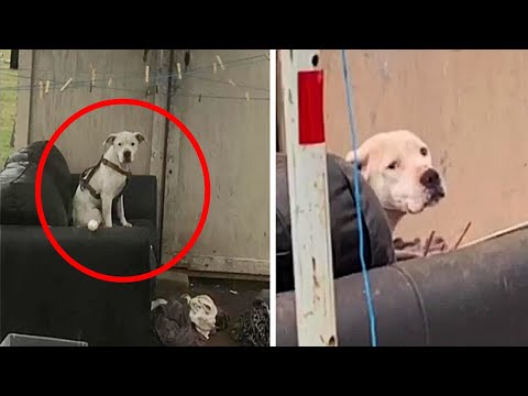 An Abandoned Dog Spotted Waiting In The Rain For His Family To Return