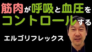 【筋肉】が呼吸と血圧に影響する。[エルゴリフレックス] [レビュー]