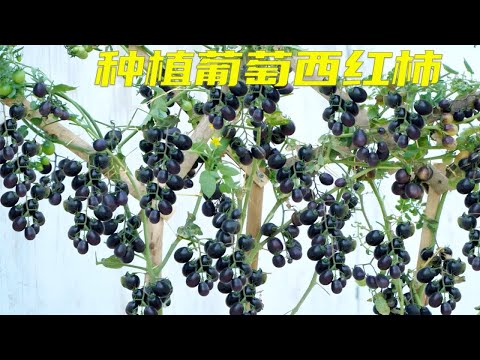 老农教你用塑料桶种植葡萄西红柿，方法简单，一学就会。