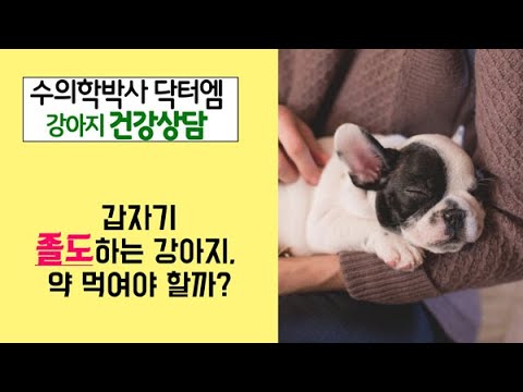 [강아지 심장병 상담] 갑자기 졸도하는 강아지, 약 먹여야 할까요?